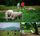 더위 싹~ 시름 툭툭~ ‘목장길 산책’