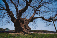 [고규홍의 포토 에세이] 비나이다 비나이다, 넉넉한 세상을