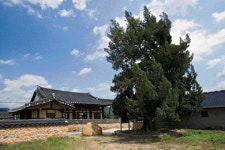 [고규홍의 포토 에세이] 선비의 고고한 향기, 하늘에 닿다