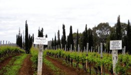 [호주 포도원 기행] 그는 매일 아침 오크통 속 애인 안부를 묻다