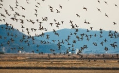 [양영훈의 자연주의 캠핑] 순천만 갈대숲 하얀 가슴 겨울철새 뜨겁게 품다