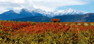 [와인 for you] 건강한 포도로 만든 山海의 맛