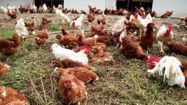 [인터뷰] 이홍재 대한양계협회장 “달걀 값 유통과정에서 뻥튀기”