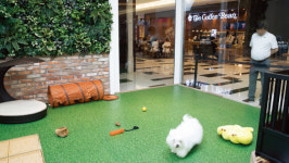 [구기자의 #쿠스타그램 ] “이봐 주인! 이제 ‘몰링’하러 멀리 가지 마!”