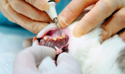 [캣닥터 이영수의 세·모·고(세상의 모든 고양이)] 고양이도 치석이 치주염 일으켜