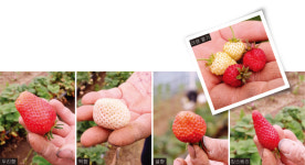 [김민경의 미식세계] 뚱뚱한 가지, 샛노란 호박, 근육질 토마토 등 별천지