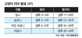 [캣닥터 이영수의 세·모·고(세상의 모든 고양이)] 고양이는 이빨이 빠지면 평생 동안 나지 않나요?