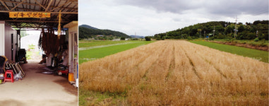 [김민경의 미식세계] 앉은뱅이밀, 금강, 조경, 백강이라고 들어봤나?