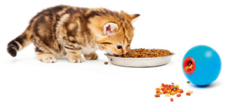 [캣닥터 이영수의 세·모·고(세상의 모든 고양이)] 오래오래 건강하게! 고양이 급식 노하우