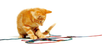 [캣닥터 이영수의 세·모·고(세상의 모든 고양이)] 이물 섭취로 인한 고양이 구토 주의해야