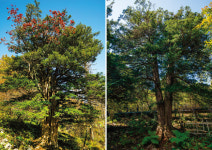 “천년주목숲길 품은 발왕산 모나파크, 세계에 알릴 것”