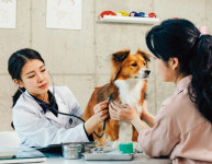 “동물병원 갈 때마다 수십만 원”… 반려동물 진료비 정말 비쌀까