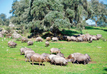 ‘건강한 프리미엄 먹거리’로 승부수 던지는 김동선