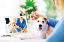 반려동물도 비대면 진료가 필요할까