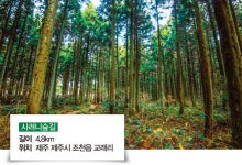 가을바람 솔솔, 우리 ‘숲멍’ 하러 가요