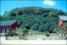 [길과사람] [마을숲 이야기] 고창군 선운사 동백숲