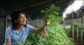 [웰빙여행] 인삼고장 금산으로