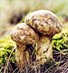 혀끝을 휘감는 향기 숲의 황태자 송이버섯