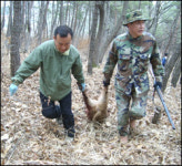 [경북] 경북 멧돼지 공포 속수무책