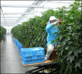 예스, 파프리카… FTA 안두렵다