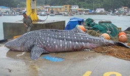 고래상어 발견 화제… 지구에서 가장 큰 어류