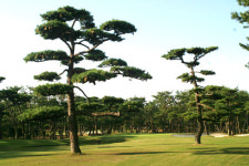 [골프사진 여행기] 소나무 숲 향기속에서