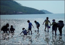 진도 소포마을 갯벌 환영하나 괜히 땅만 내주고…