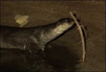 멸종위기 동물의 낙원 운곡천을 찾아