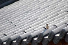 무안 해제반도 한옥펜션서 봄잠 깨운 참새 모닝콜