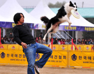 내가 최고 탐지견