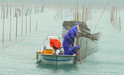 눈발 속에서 캐낸 매생이 한사발봄내음이 물씬…