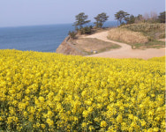 [새만금] 군산 역사·문화 깃든 비경 속으로… 부안 해변의 봄꽃 향기에 흠뻑