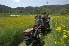 예천 흑미개떡마을 유채꽃축제 유채꽃밭에서 소달구지 타요