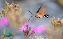 [느린 만큼 보이는 숲] 꿀만 쪽쪽 정지비행 묘기