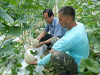 태풍 쯤이야… 청양 멜론 납시오