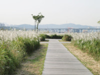 암사·반포·난지한강공원에 가면 갈대·물억새의 은빛 노래가…