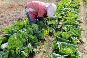 '冷害 대비한 농민의 바쁜 일손'