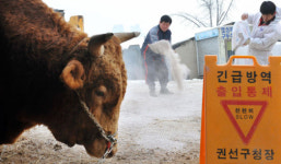 소싸움 전통, 복원 10년만에 사라질라