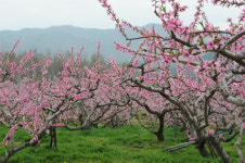 산수유 → 벚꽃 → 배꽃 4월은 온통 꽃의 릴레이