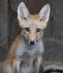 토종여우도 야생 복원한다