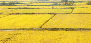 수확 앞둔 벌판 황금물결