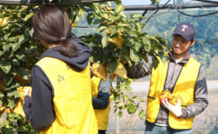 백석대 사회봉사단 과수농가 일손돕기 봉사활동