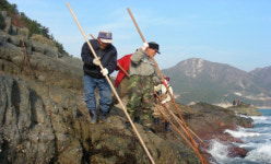 한 해 참았더니… 어획량 2, 3배로