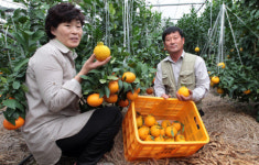 제주 특산 한라봉 충주서 첫 수확