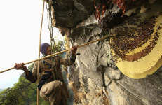 ‘죽음 담보’ 세계 최고 네팔 석청 캐기