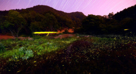 [Lens View] 밤나들이 나온 반딧불이 군무 은하수 뿌린 듯