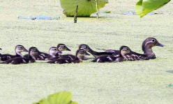 연꽃단지 원앙가족들의 나들이