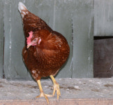 [View] 횃대 위 낮잠·모래목욕… 복지농장 닭들의 보은