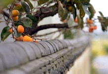 [포토 에세이] 기와 담장 너머 탐스러운 감