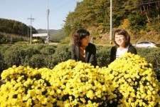 국화의 고장 안동 봉정사 진입로 테마공원·포토존 조성